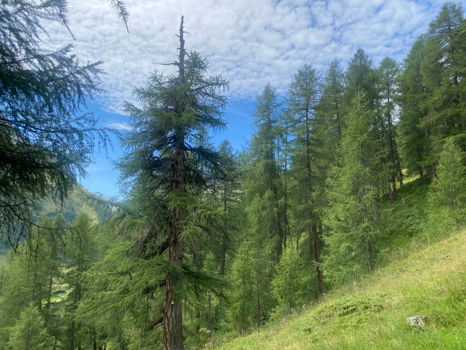 Lärche im Avers, 700 Jahre alt.