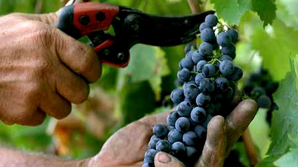 Iuas blauas. 