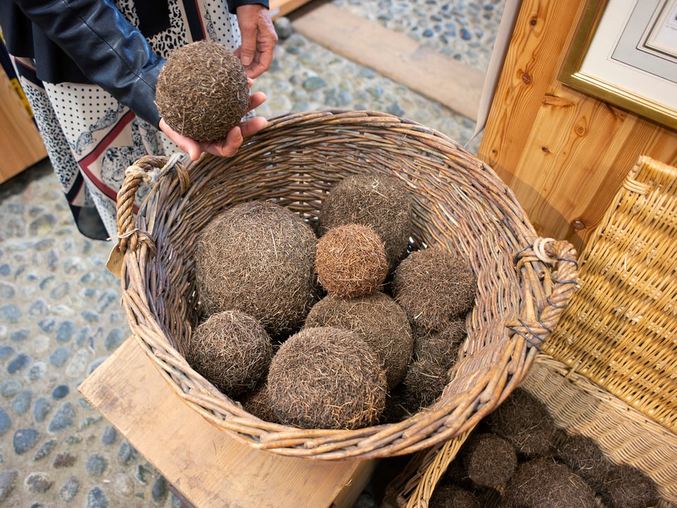 La racolta dal Lai da Segl: las famusas ballas da guglias da laresch. Nagin sa quant ditg che las guglias restan sin il fund dal lai fin ch’ellas sa furman a cullas grondas sco ballas da ballape.