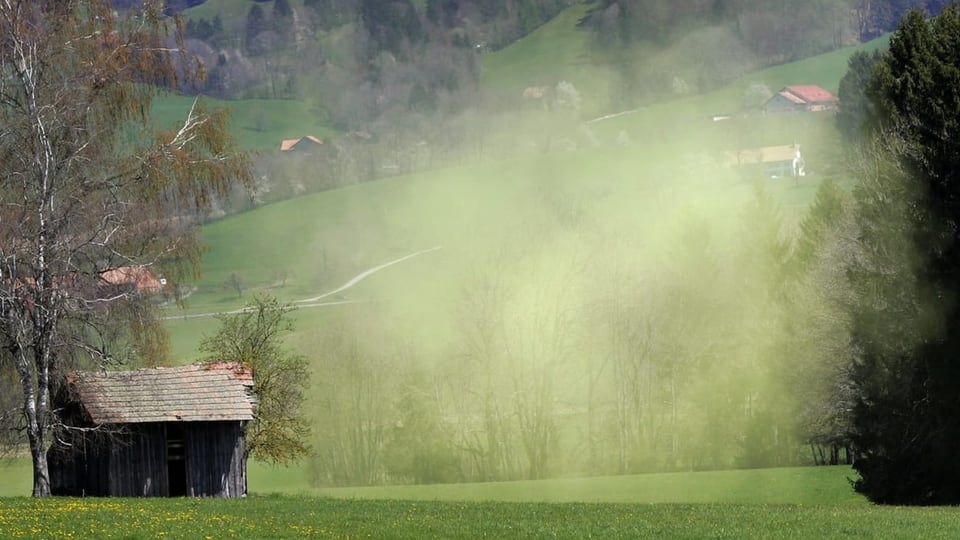 Ordavert, sanester in clavà ed ina gronda planta, il prà è verd en l'aria ina «nivel» mellen da pollen.