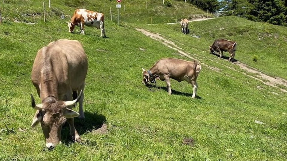 Auf der Alp Lai/Valbella – Kühe auf der Alpweide.