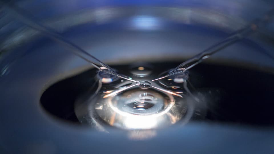Micropipettas ed in microscop invertì.