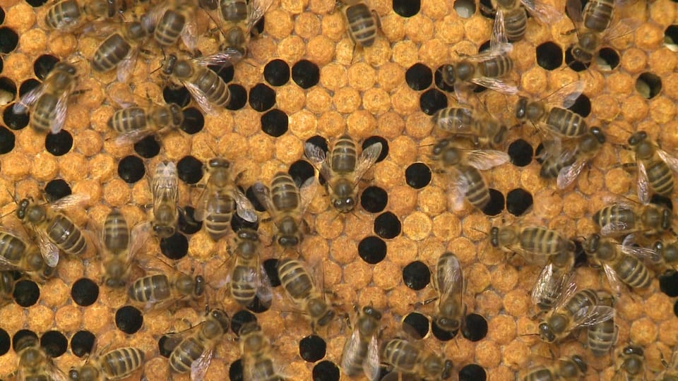 La reintroducziun dal avieul indigen, l’avieul nair frunta tar singuls apiculturs en la Val Müstair sin resistenza.