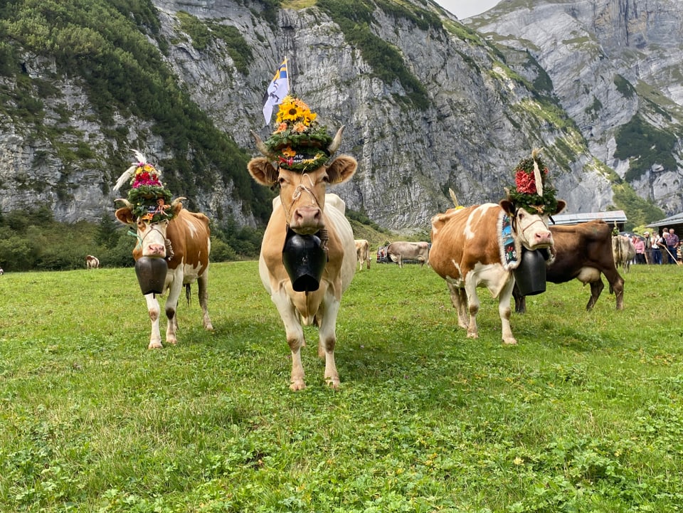 Drei Kühe in Bargis