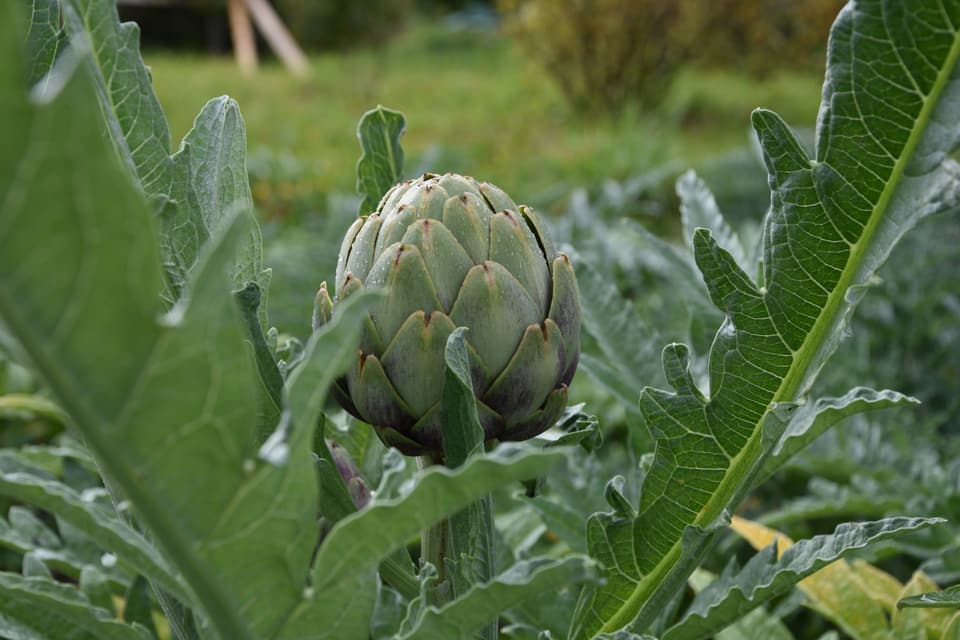 In purtret 'ina planta d'artischocca