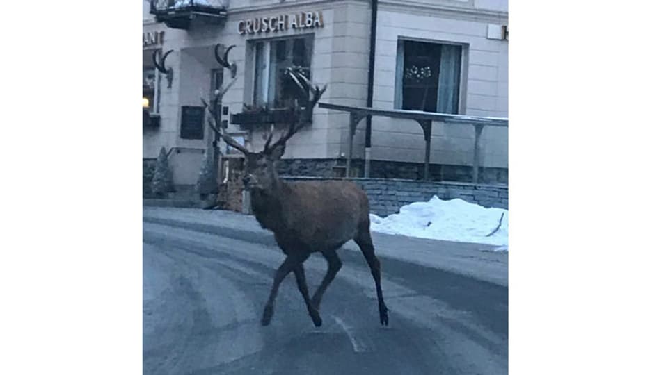 Il tschierv tras Zernez, qua davantt l'hotel Crusch Alba.