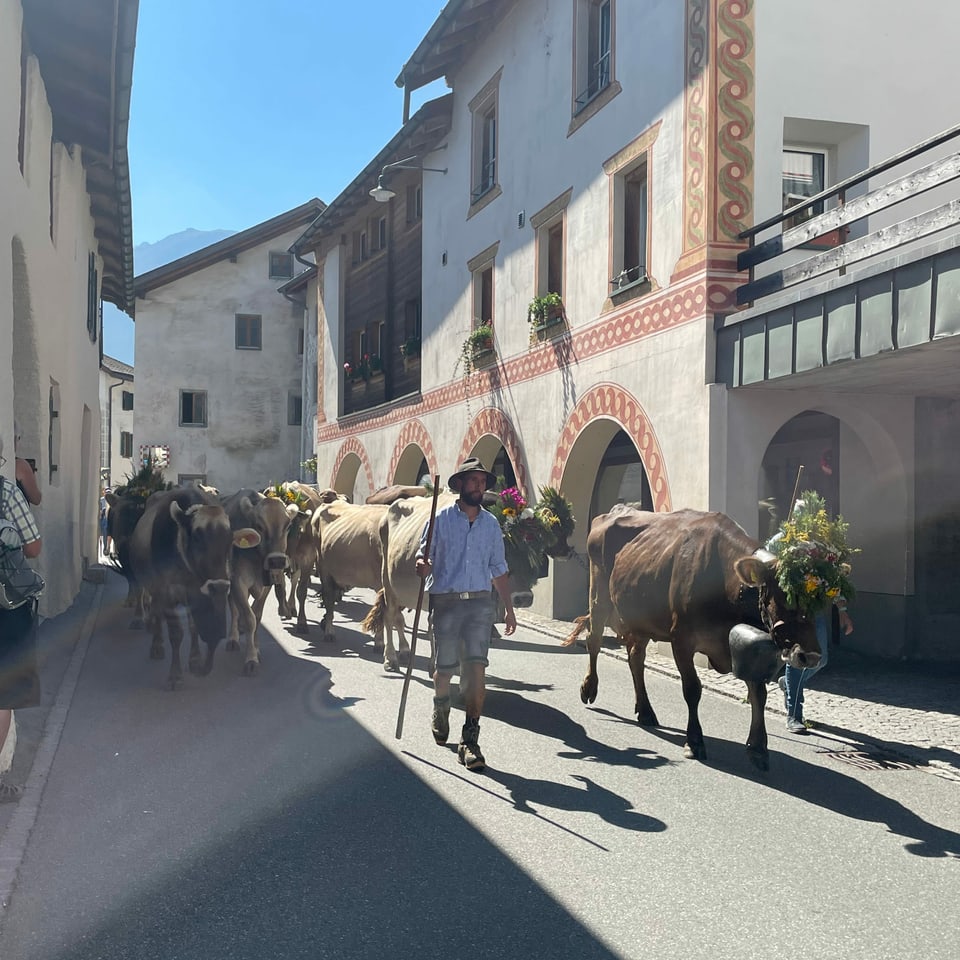 Kühe laufen ins Dorf Müstair ein 