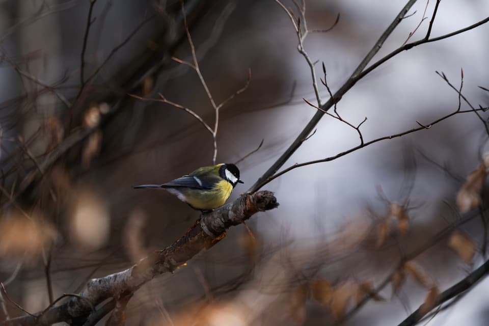 Die Stunde der Gartenvögel Vögel Birdwatching Vogelbeobachtung Vogel Ornithologie