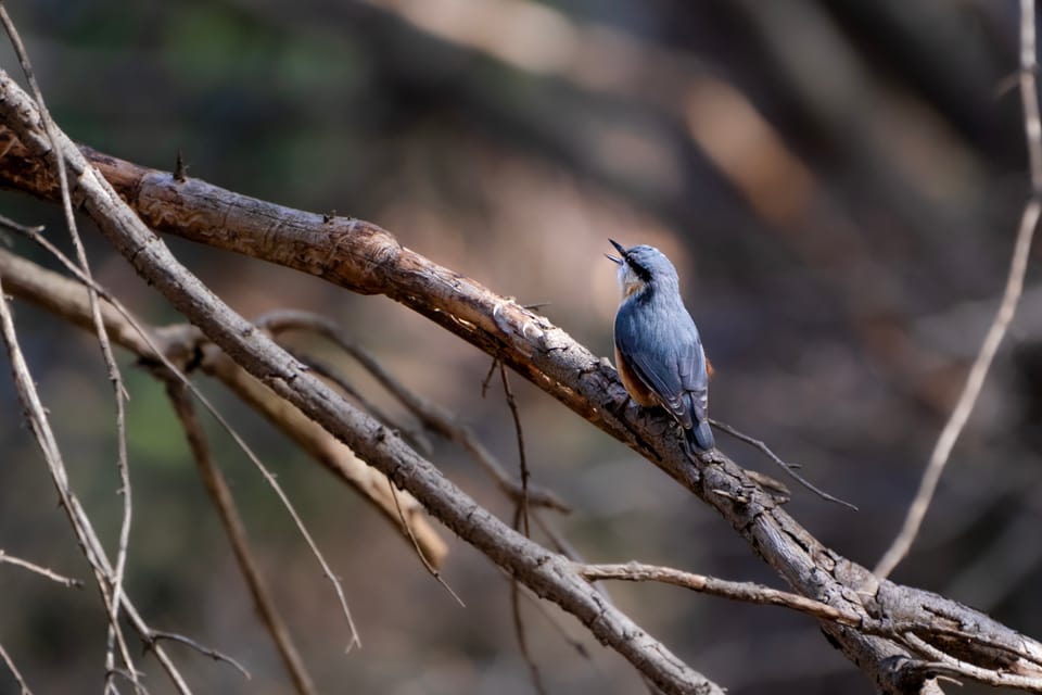 Die Stunde der Gartenvögel Vögel Birdwatching Vogelbeobachtung Vogel Ornithologie