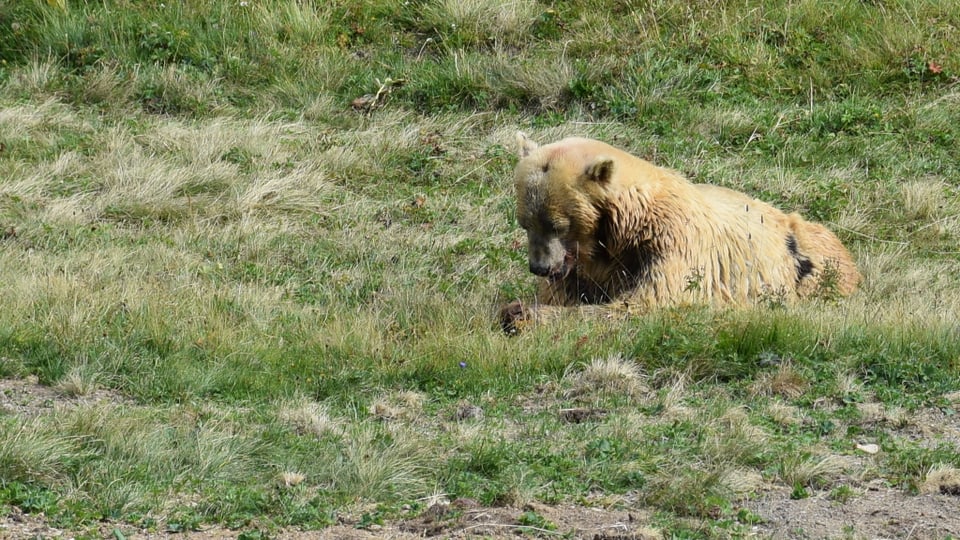 L'urs Napa en il Parc d'urs ad Arosa.