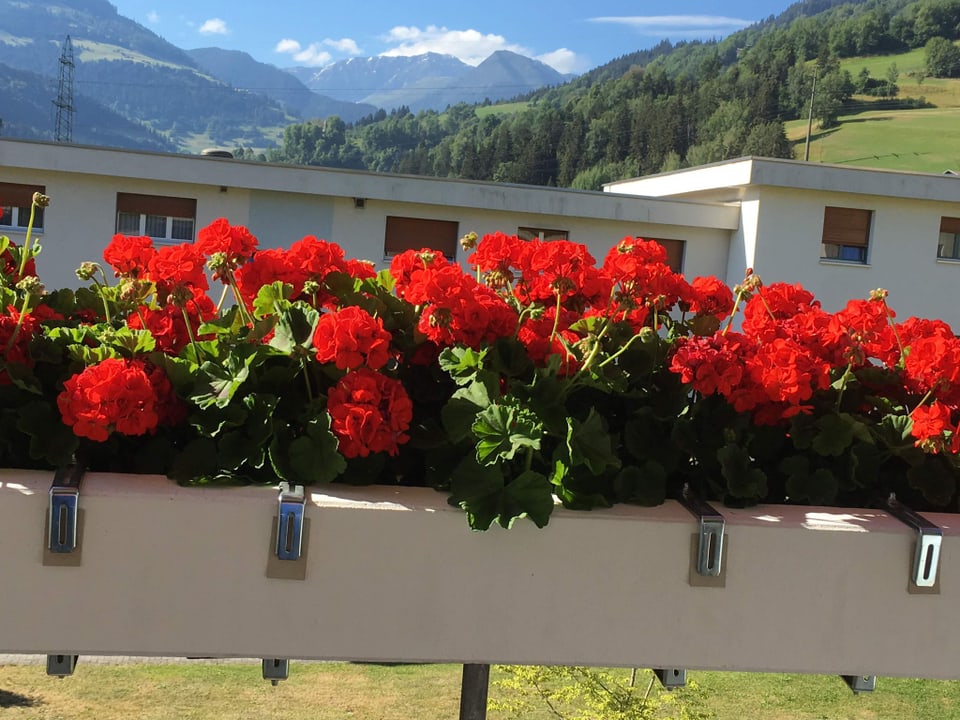 Geranien auf einem Balkon.