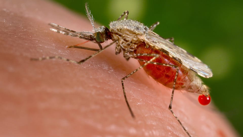 Mustgin da malaria