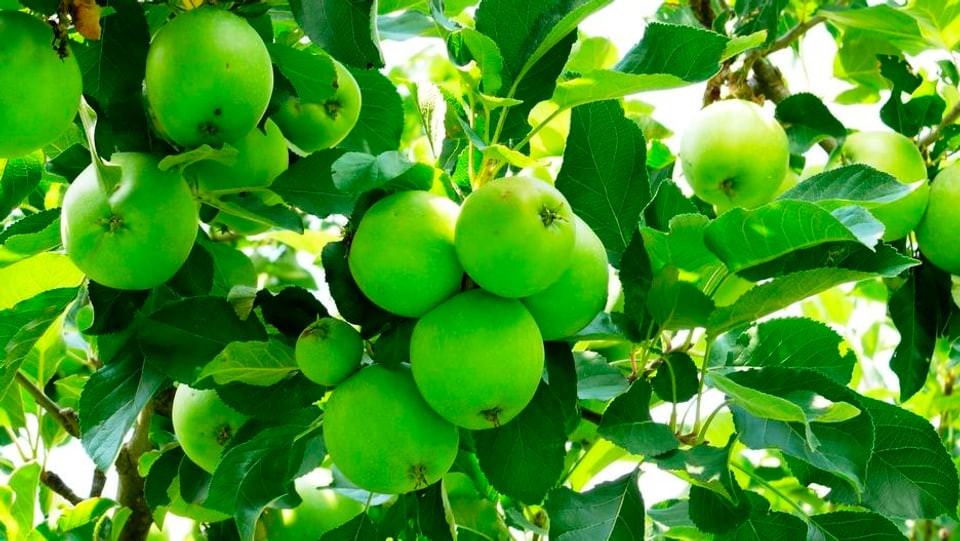 Mailer cun maila da granny smith.