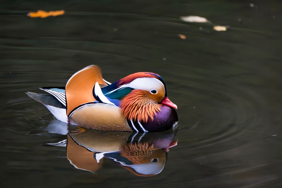 Die Stunde der Gartenvögel Vögel Birdwatching Vogelbeobachtung Vogel Ornithologie