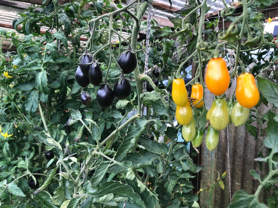 Tomatas en tuttas variaziuns tomatas che creschan