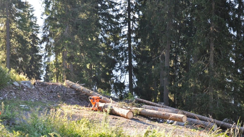 lavurer vida pinar e preparar pigns per il transport