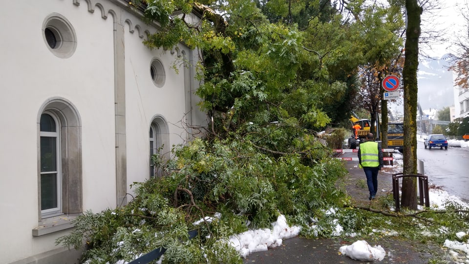 Ina planta sa derscha sper ina baselgia.