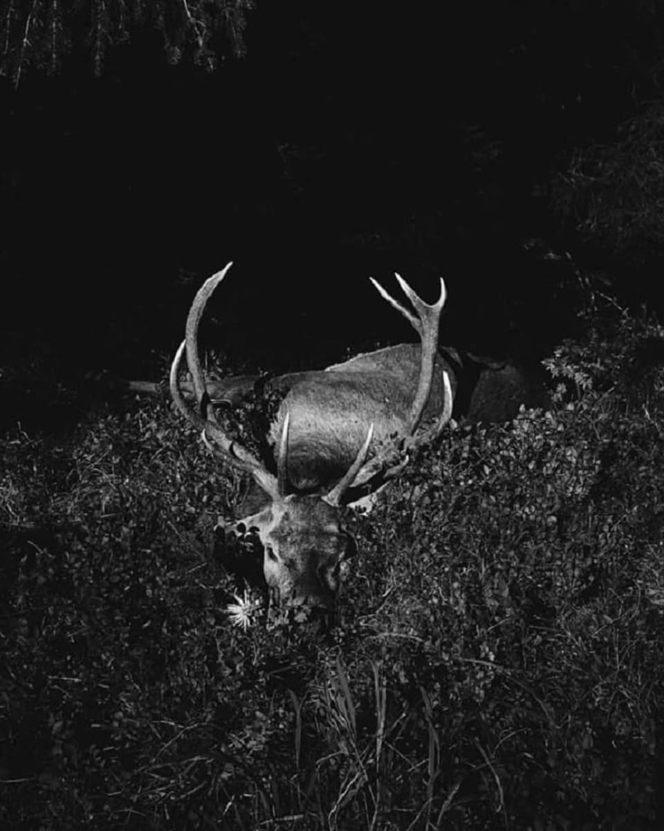 Ein geschossener Hirsch, in schwarz-weiss.