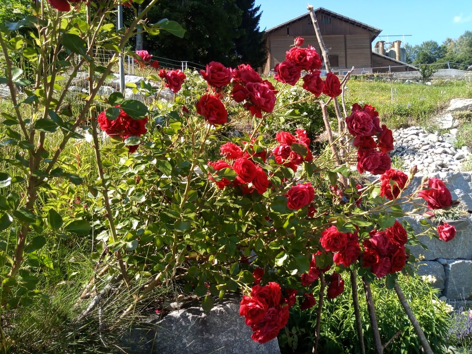 In roser da rosas cotschnas en curtin.