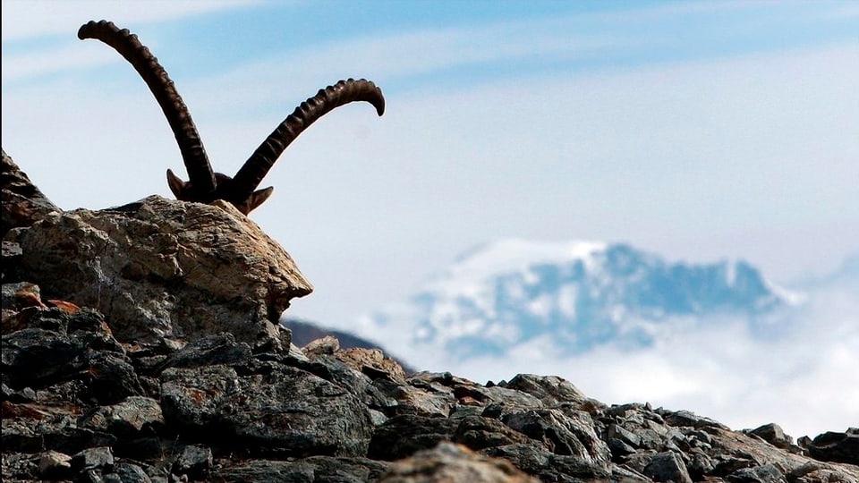 In capricorn davos ina muntogna, ins vesa mo las cornas.