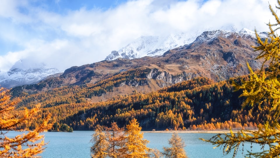 Goldiger Herbst im engadin, oben schnee, unten goldige Lärchen bei sonne im herbst