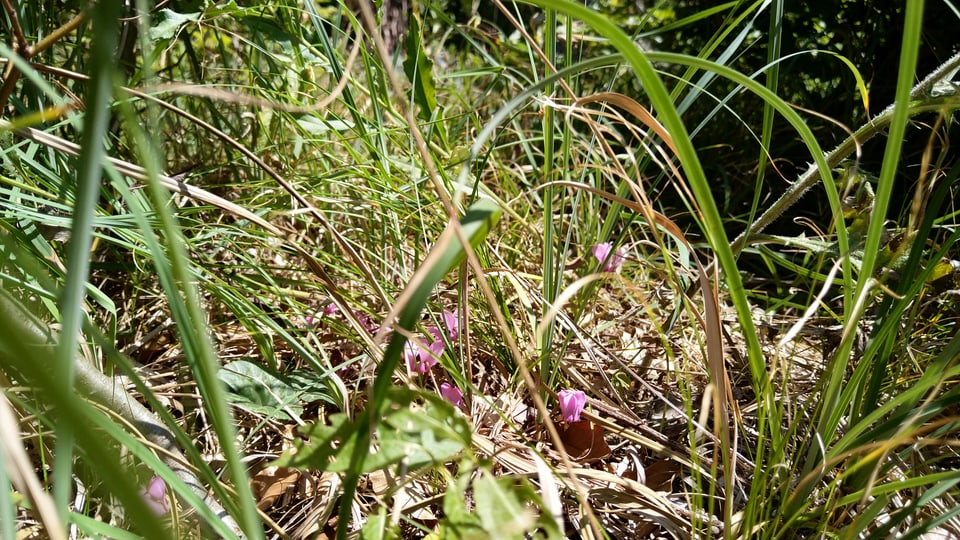 Erva ed in pèr flurs.