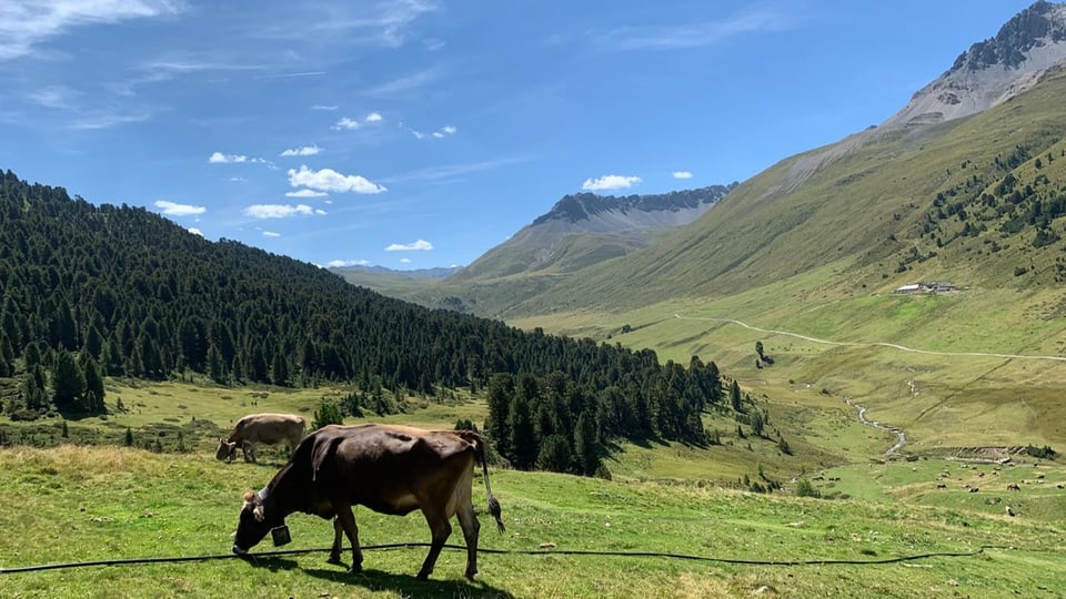 Tamangur Arvenwald Arve Kühe Alp