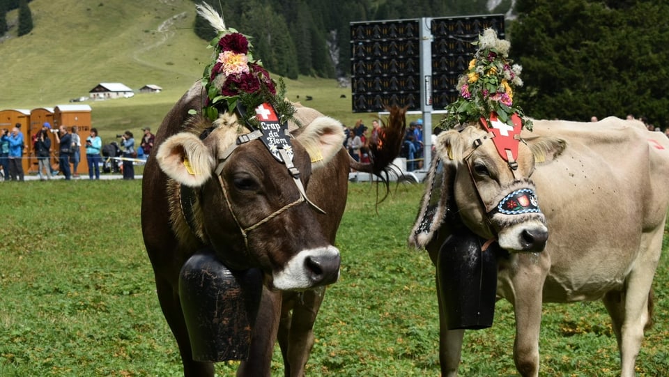 Zwei Kühe am Alpabzug in Bargis