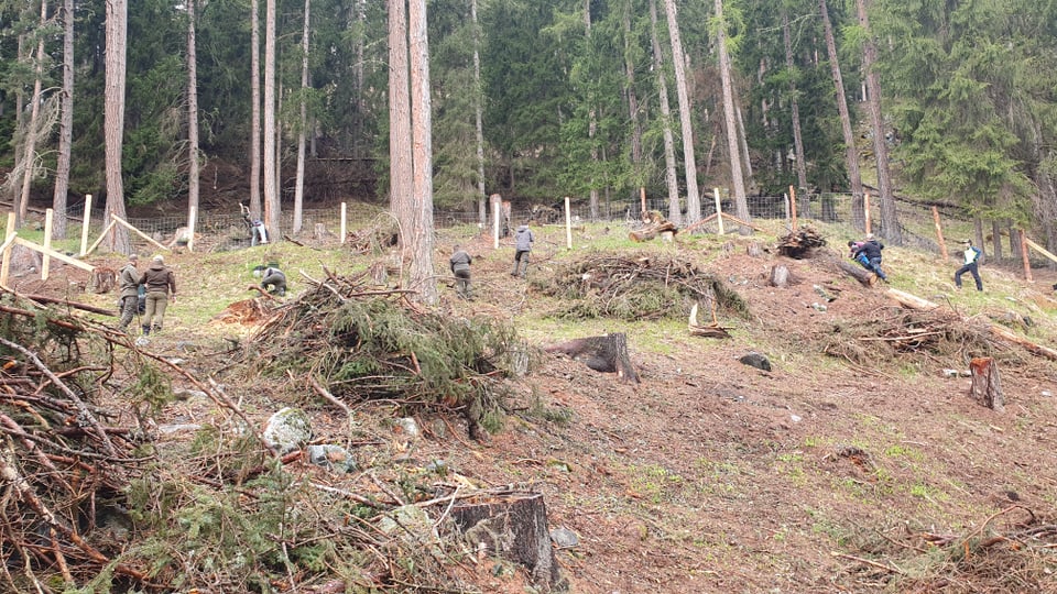 wald, arbeiten, bäume pflanzen