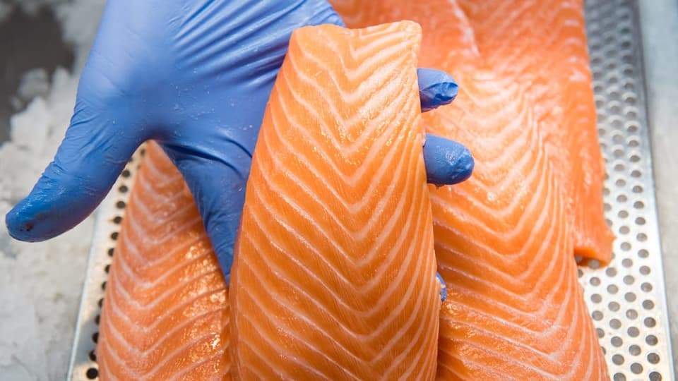 Filets da lachs en il labor