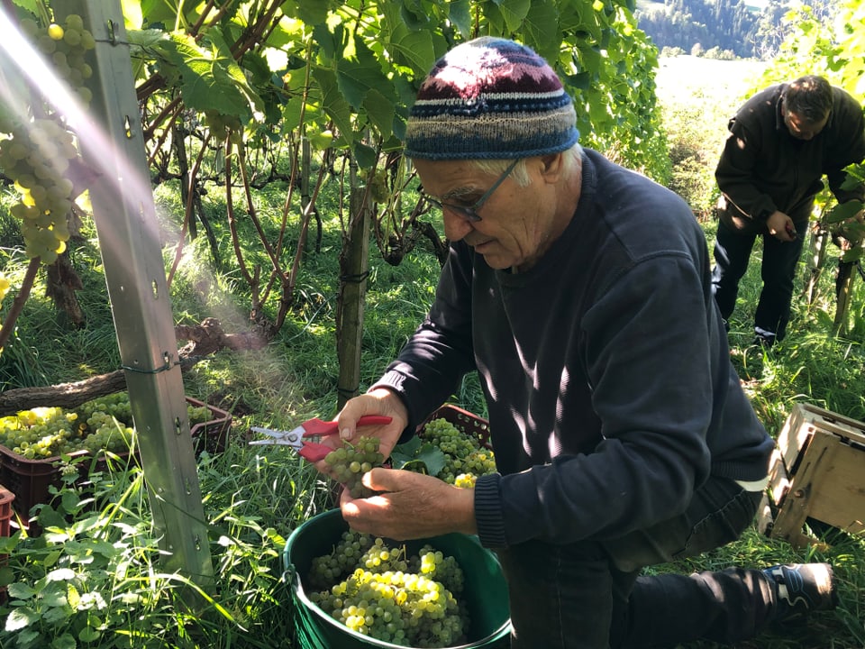 Hannes controllescha minuzius Um en la vigna