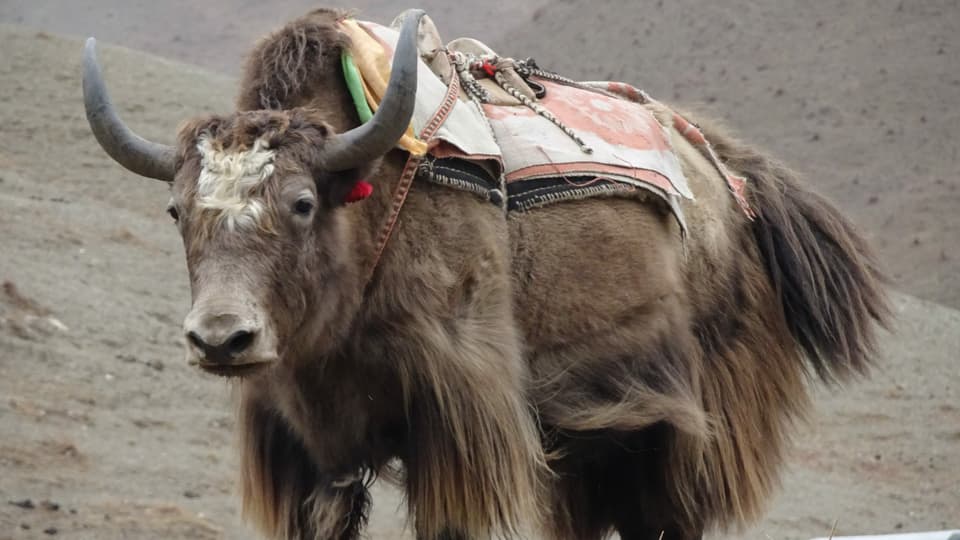 Impressiuns da Nepal.