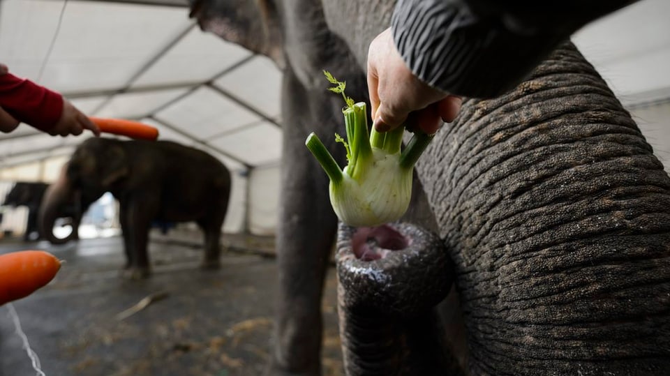 Pavlada per ils elefants dal Circus Knie en il zoo d'uffants a Rapperswil.