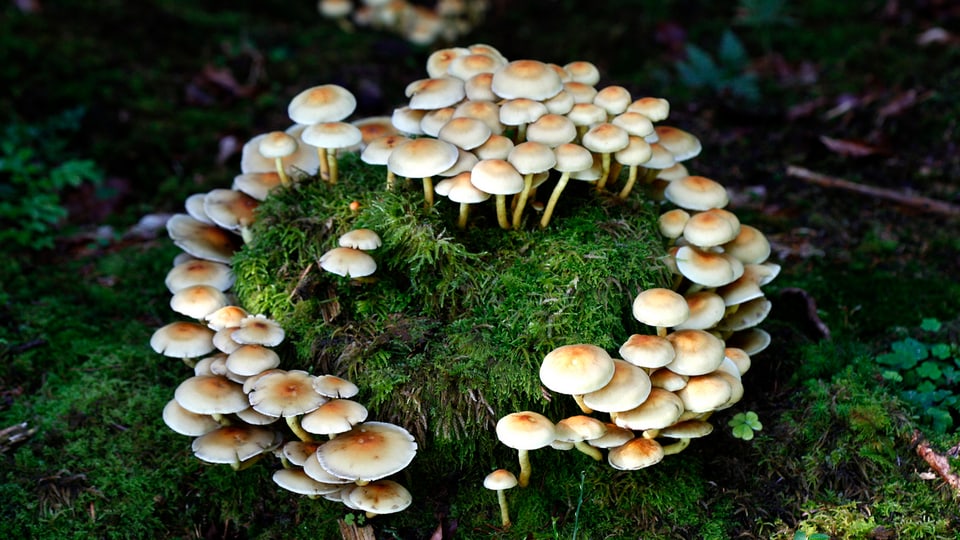 Bulieus alvs en il guaud.