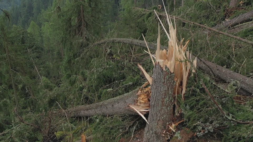Vom Sturm zerstörter Baum.