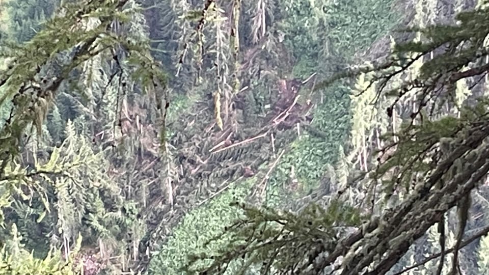 Umgestürzte Bäume bei Ardez infolge Unwetter