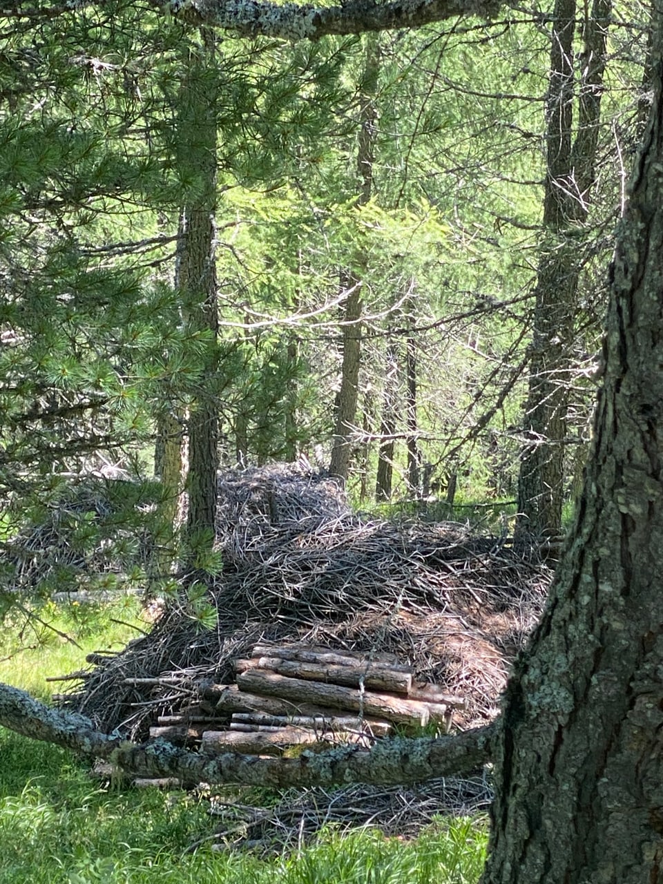 En il Hohenhauswald en Val Madris èn vegnidas runcadas plantas per regiuvinar il guaud.