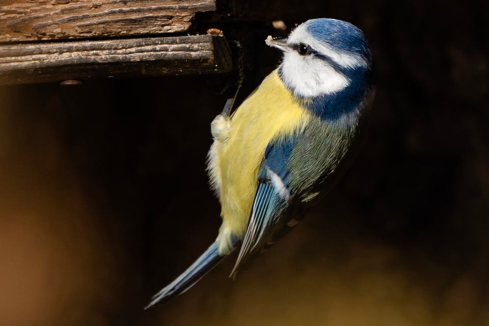 Die Stunde der Gartenvögel Vögel Birdwatching Vogelbeobachtung Vogel Ornithologie