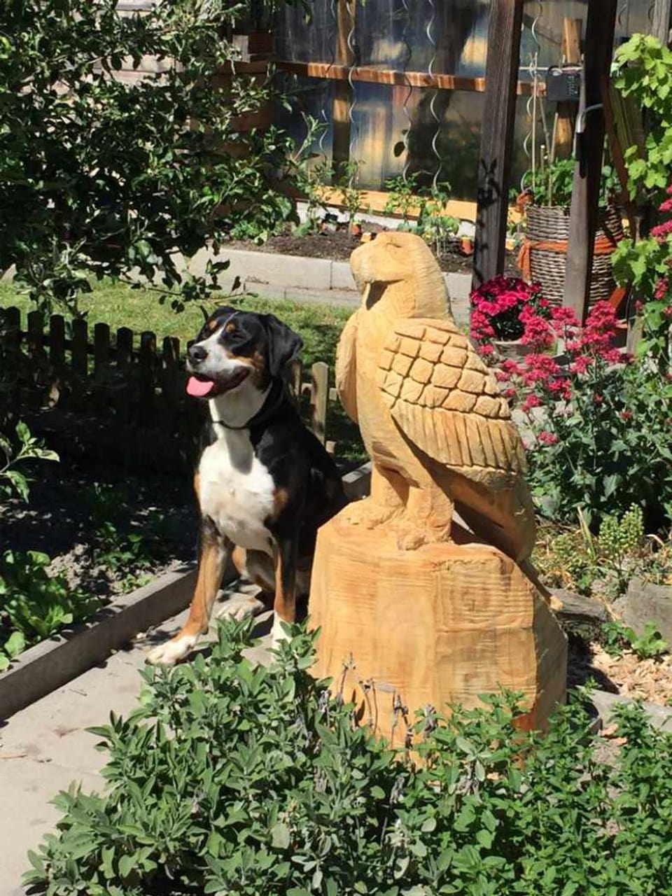 Holzadler und Hund in den Schrebergärten im Rheinquartier Chur