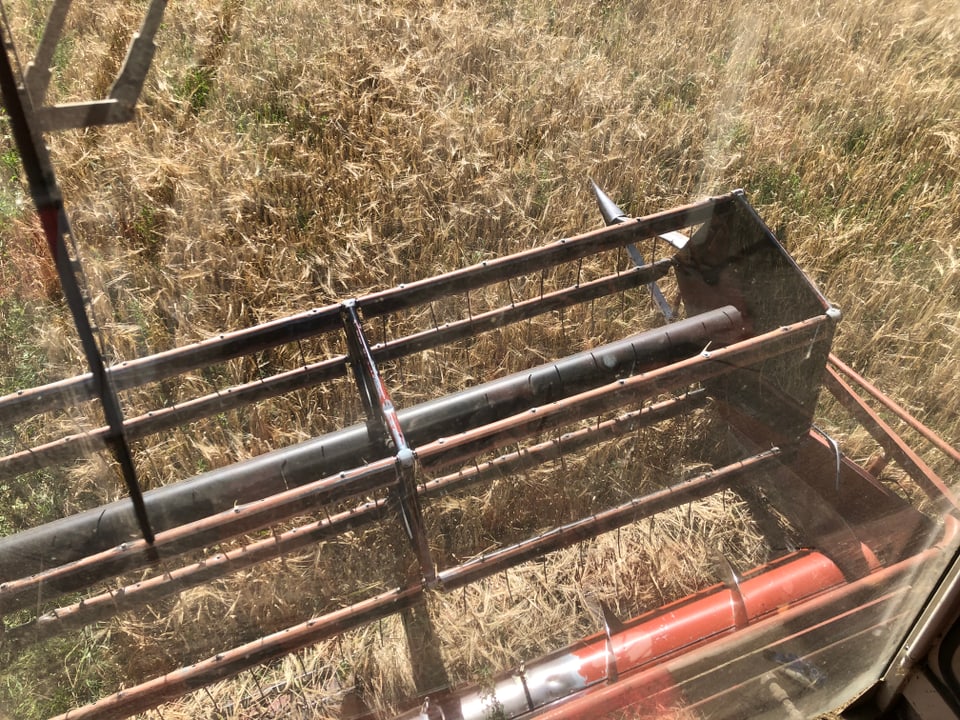 La maschina da scuder en acziun. Dreschmaschine in Betrieb.