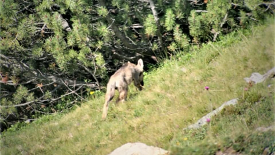 Luf dal treip da l'Alvra