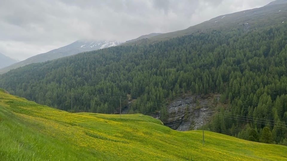 Perscrutaziun dal svilup dal guaud ad Avras