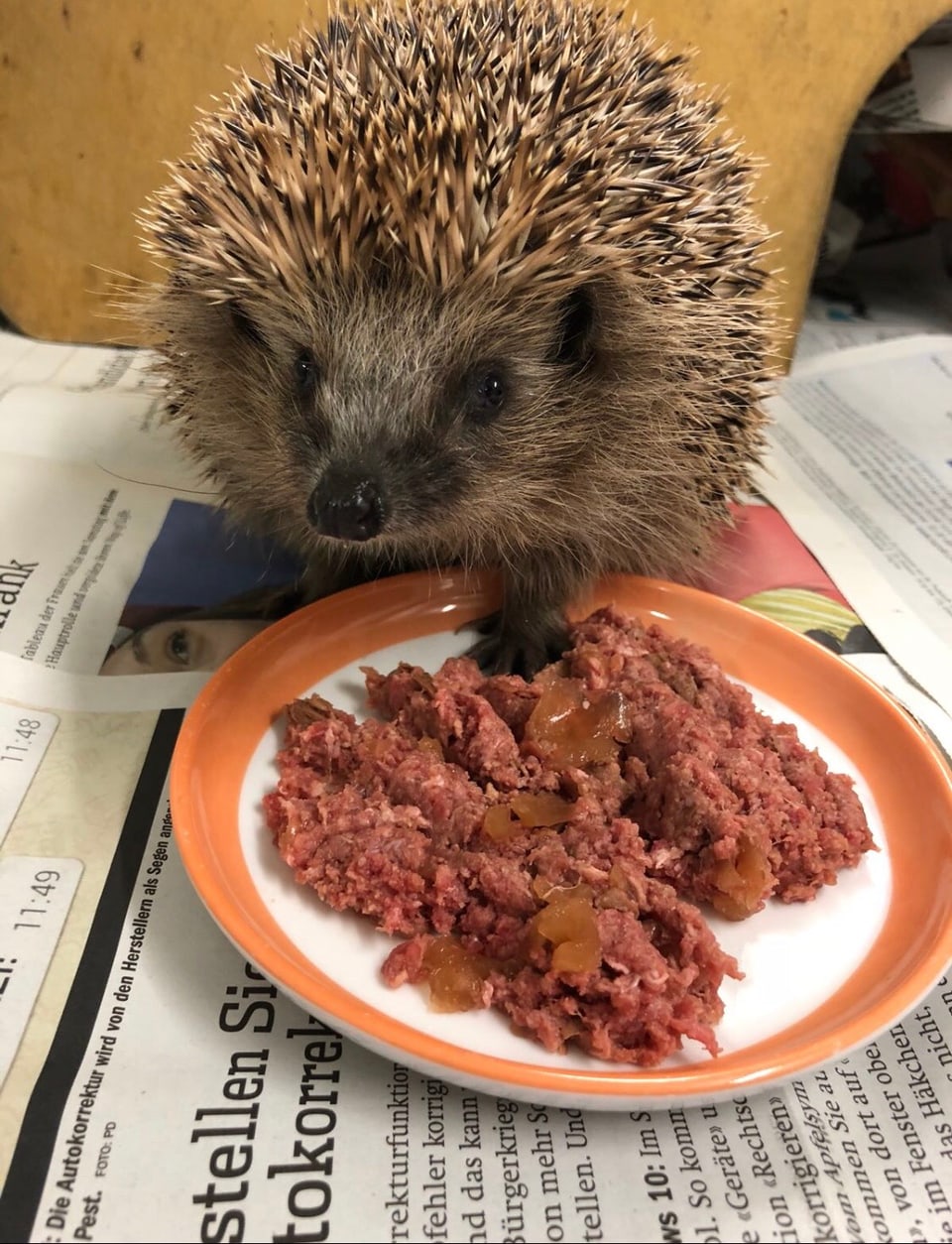 Ein Igel verspeist seine Mahlzeit aus Hackfleisch