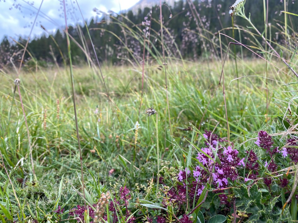 Schweizerischer Nationalpark