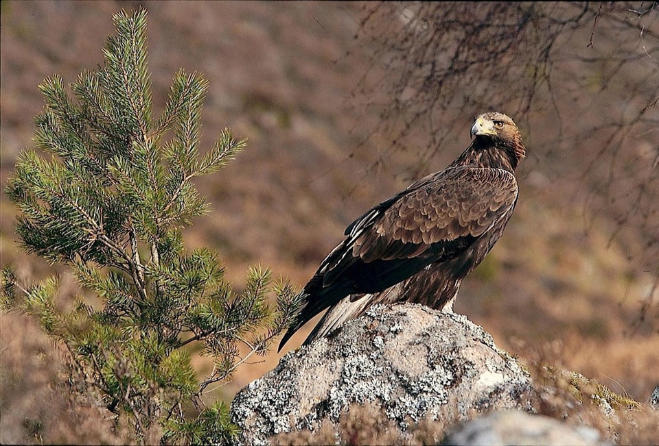 Steinadler, Pilotprojekt Horstschutz