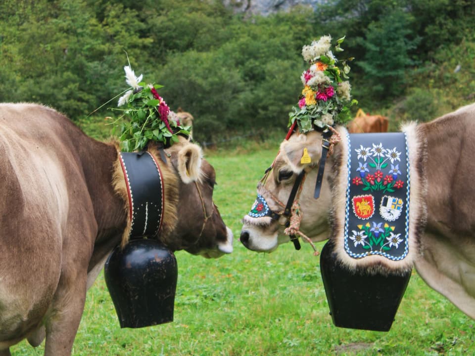 zwei Kühe im Alpabzug in Flims.jpg