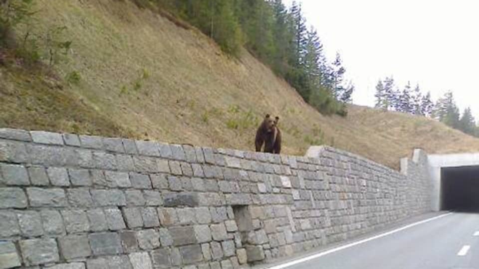 L'urs è vegnì fotografà questa damaun en la vischinanza da Zernez sin in mir sper la strada.