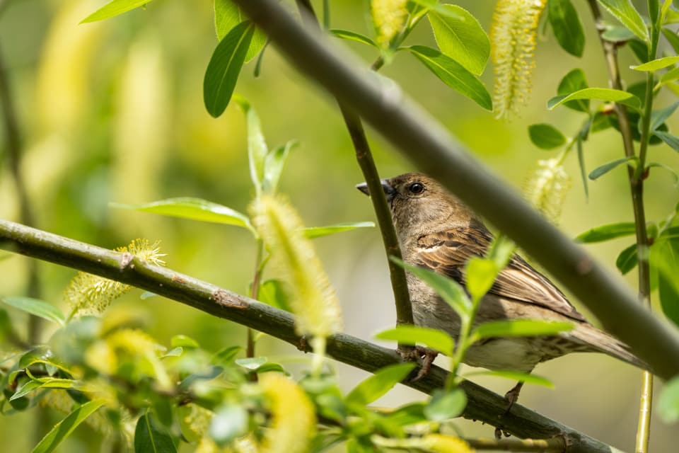 Die Stunde der Gartenvögel Vögel Birdwatching Vogelbeobachtung Vogel Ornithologie