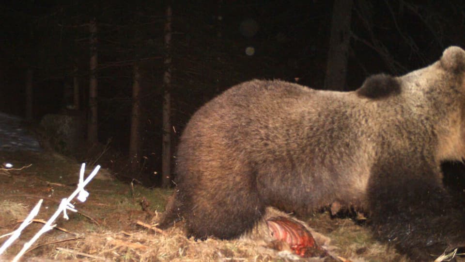 In dals dus urs, fotografà da la trapla.