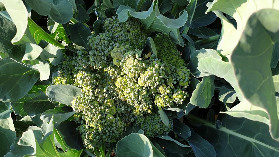 Broccoli.
